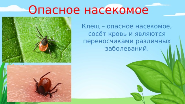 Опасное насекомое Клещ – опасное насекомое, сосёт кровь и являются переносчиками различных заболеваний. 