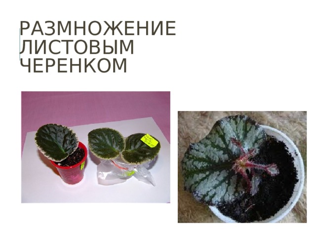 РАЗМНОЖЕНИЕ  ЛИСТОВЫМ  ЧЕРЕНКОМ