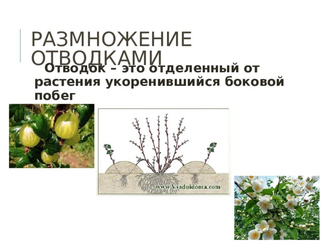 РАЗМНОЖЕНИЕ ОТВОДКАМИ  Отводок – это отделенный от растения укоренившийся боковой побег