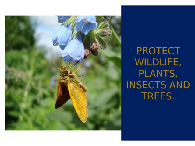 Protect wildlife, plants,  insects and trees. 