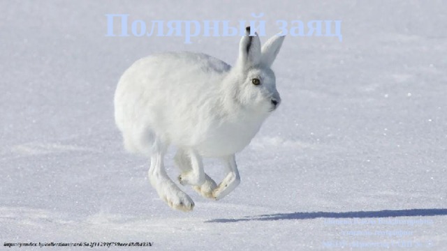  Полярный заяц Зайцева Елена Владимировна учитель географии МБОУ г.Иркутска СОШ № 73 