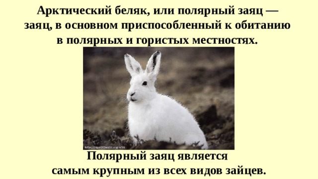 Арктический беляк, или полярный заяц — заяц, в основном приспособленный к обитанию в полярных и гористых местностях. Полярный заяц является  самым крупным из всех видов зайцев. 