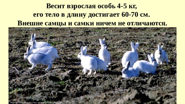Весит взрослая особь 4-5 кг, его тело в длину достигает 60-70 см. Внешне самцы и самки ничем не отличаются. 
