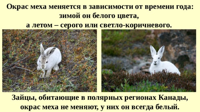 Окрас меха меняется в зависимости от времени года: зимой он белого цвета, а летом – серого или светло-коричневого. Зайцы, обитающие в полярных регионах Канады, окрас меха не меняют, у них он всегда белый. 