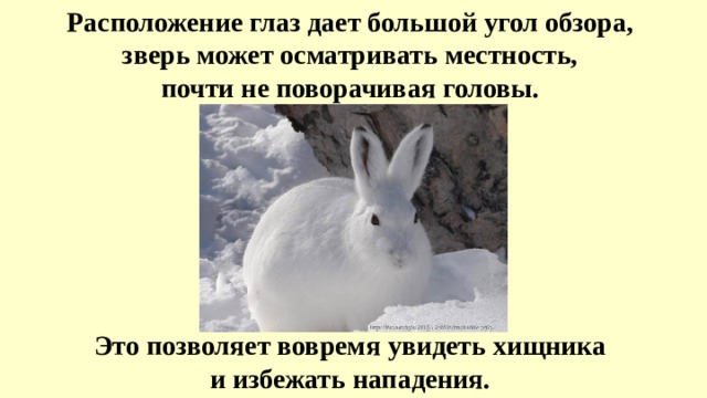Расположение глаз дает большой угол обзора, зверь может осматривать местность, почти не поворачивая головы. Это позволяет вовремя увидеть хищника и избежать нападения. 