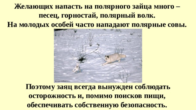 Желающих напасть на полярного зайца много – песец, горностай, полярный волк. На молодых особей часто нападают полярные совы. Поэтому заяц всегда вынужден соблюдать осторожность и, помимо поисков пищи, обеспечивать собственную безопасность. 