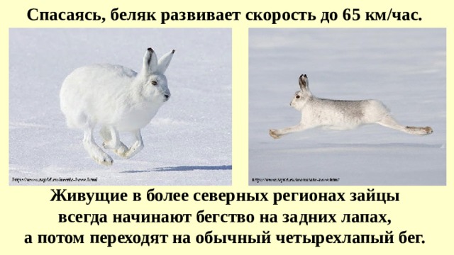 Спасаясь, беляк развивает скорость до 65 км/час. Живущие в более северных регионах зайцы всегда начинают бегство на задних лапах, а потом переходят на обычный четырехлапый бег.  