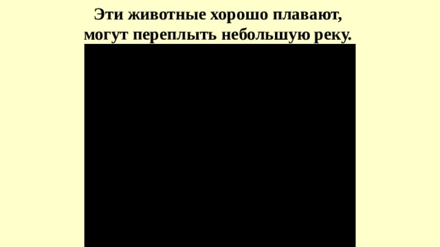 Эти животные хорошо плавают, могут переплыть небольшую реку. 