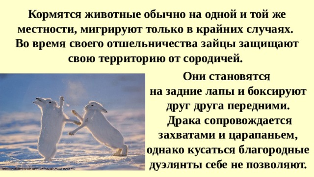 Кормятся животные обычно на одной и той же местности, мигрируют только в крайних случаях. Во время своего отшельничества зайцы защищают свою территорию от сородичей. Они становятся на задние лапы и боксируют друг друга передними.  Драка сопровождается захватами и царапаньем, однако кусаться благородные дуэлянты себе не позволяют. 