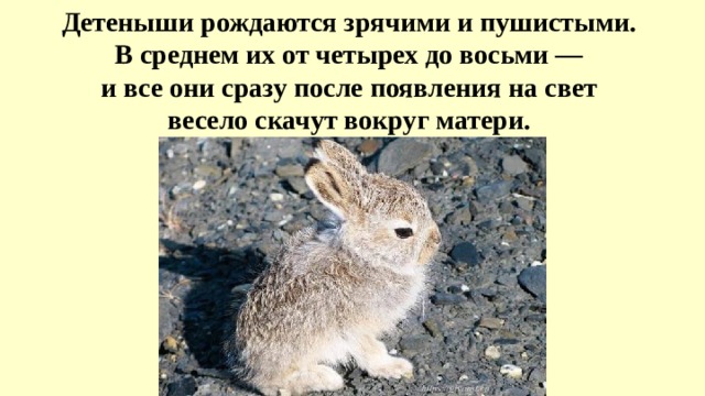 Детеныши рождаются зрячими и пушистыми. В среднем их от четырех до восьми — и все они сразу после появления на свет весело скачут вокруг матери. 