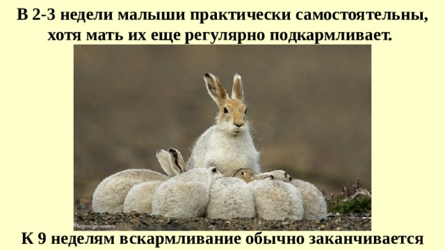 В 2-3 недели малыши практически самостоятельны, хотя мать их еще регулярно подкармливает. К 9 неделям вскармливание обычно заканчивается 