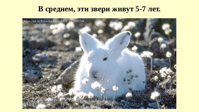 В среднем, эти звери живут 5-7 лет. 