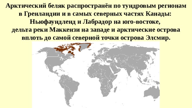 Арктический беляк распространён по тундровым регионам в Гренландии и в самых северных частях Канады:  Ньюфаундленд и Лабрадор на юго-востоке, дельта реки Маккензи на западе и арктические острова вплоть до самой северной точки острова Элсмир. 