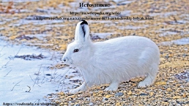 Источники:   https://ru.wikipedia.org/wiki/  https://zooclub.org.ua/zajceobraznye/4673-arkticheskij-belyak.html   