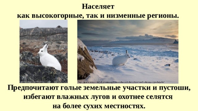 Населяет как высокогорные, так и низменные регионы. Предпочитают голые земельные участки и пустоши, избегают влажных лугов и охотнее селятся на более сухих местностях. 