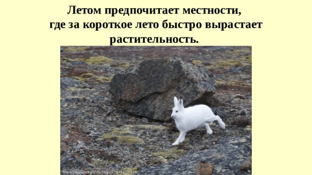 Летом предпочитает местности, где за короткое лето быстро вырастает растительность.  