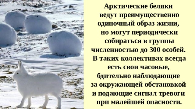 Арктические беляки ведут преимущественно одиночный образ жизни, но могут периодически собираться в группы численностью до 300 особей. В таких коллективах всегда есть свои часовые, бдительно наблюдающие за окружающей обстановкой и подающие сигнал тревоги при малейшей опасности. 