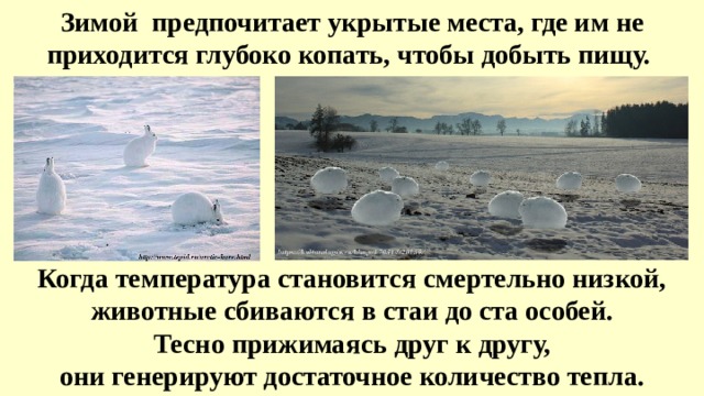 Зимой  предпочитает укрытые места, где им не приходится глубоко копать, чтобы добыть пищу.  Когда температура становится смертельно низкой, животные сбиваются в стаи до ста особей.  Тесно прижимаясь друг к другу, они генерируют достаточное количество тепла. 