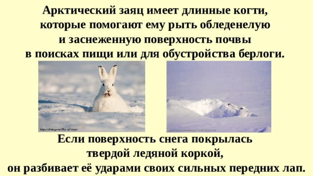 Арктический заяц имеет длинные когти, которые помогают ему рыть обледенелую и заснеженную поверхность почвы в поисках пищи или для обустройства берлоги. Если поверхность снега покрылась твердой ледяной коркой, он разбивает её ударами своих сильных передних лап. 