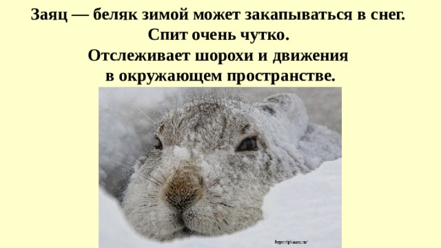 Заяц — беляк зимой может закапываться в снег. Спит очень чутко. Отслеживает шорохи и движения в окружающем пространстве. 