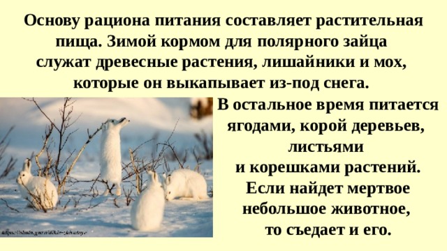 Основу рациона питания составляет растительная пища. Зимой кормом для полярного зайца служат древесные растения, лишайники и мох, которые он выкапывает из-под снега. В остальное время питается ягодами, корой деревьев, листьями и корешками растений. Если найдет мертвое небольшое животное, то съедает и его. 