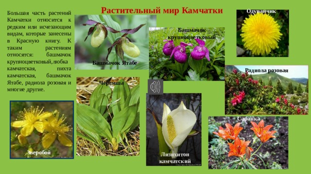 Растительный мир Камчатки Одуванчик Большая часть растений Камчатки относится к редким или исчезающим видам, которые занесены в Красную книгу. К таким растениям относятся: башмачок крупноцветковый,любка камчатская, пихта камчатская, башмачок Ятабе, радиола розовая и многие другие. Башмачок крупноцветковый Башмачок Ятабе Радиола розовая Черемша Саранка Зверобой Лизихитон камчатский 