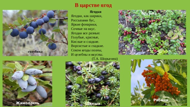 В царстве ягод Ягодки Ягодки, как шарики, Россыпями бус, Яркие фонарики, Сочные на вкус. Ягодки все разные: Голубые, красные, Кислые и сладкие. Ворсистые и гладкие. Соком ягоды полны, И целебны и вкусны.  (Т.А. Шорыгина) Брусника голубика Рябина Жимолость Шикша 
