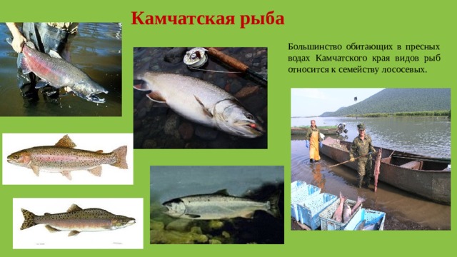 Камчатская рыба Большинство обитающих в пресных водах Камчатского края видов рыб относится к семейству лососевых. 