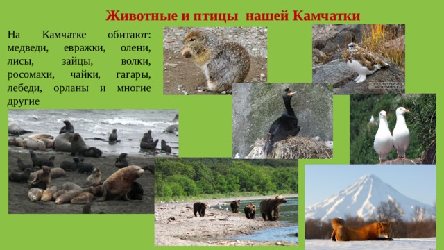 Животные и птицы нашей Камчатки На Камчатке обитают: медведи, евражки, олени, лисы, зайцы, волки, росомахи, чайки, гагары, лебеди, орланы и многие другие 
