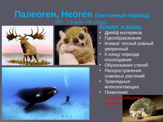 Палеоген, Неоген (третичный период)  (65 – 1,5 млн. лет назад)   Климат и жизнь Дрейф материков Горообразование Климат теплый ровный умеренный К концу периода похолодание Образование степей Распространение злаковых растений Травоядные млекопитающие Появление человекообразных обезьян 