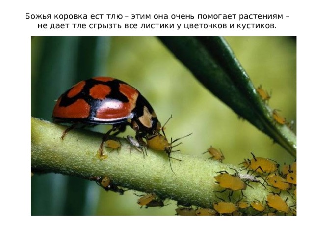 Божья коровка ест тлю – этим она очень помогает растениям – не дает тле сгрызть все листики у цветочков и кустиков. 