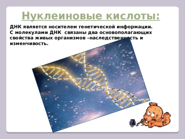 Нуклеиновые кислоты:   ДНК является носителем генетической информации. С молекулами ДНК связаны два основополагающих свойства живых организмов –наследственность и изменчивость. 