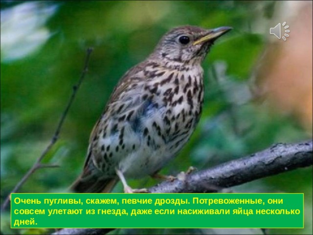 Очень пугливы, скажем, певчие дрозды. Потревоженные, они совсем улетают из гнезда, даже если насиживали яйца несколько дней. 