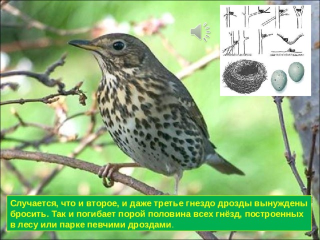 Случается, что и второе, и даже третье гнездо дрозды вынуждены бросить. Так и погибает порой половина всех гнёзд, построенных в лесу или парке певчими дроздами . 