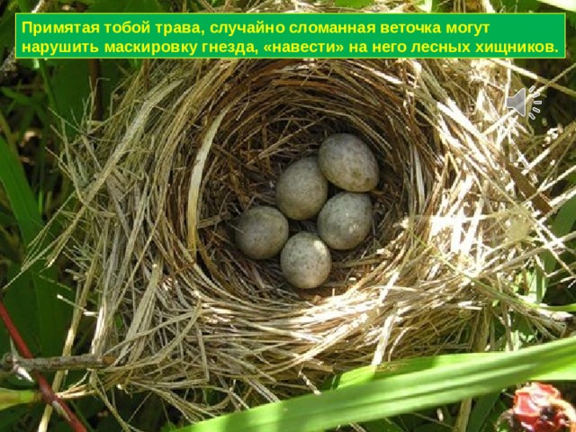 Примятая тобой трава, случайно сломанная веточка могут нарушить маскировку гнезда, «навести» на него лесных хищников. 