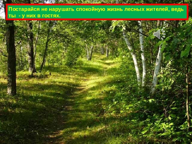 Постарайся не нарушать спокойную жизнь лесных жителей, ведь ты - у них в гостях. 