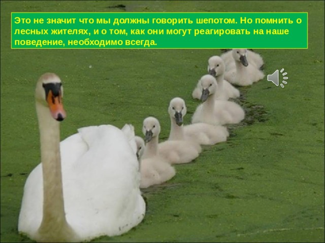 Это не значит что мы должны говорить шепотом. Но помнить о лесных жителях, и о том, как они могут реагировать на наше поведение, необходимо всегда. 
