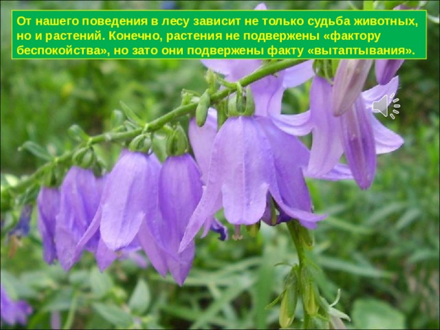От нашего поведения в лесу зависит не только судьба животных, но и растений. Конечно, растения не подвержены «фактору беспокойства», но зато они подвержены факту «вытаптывания». 