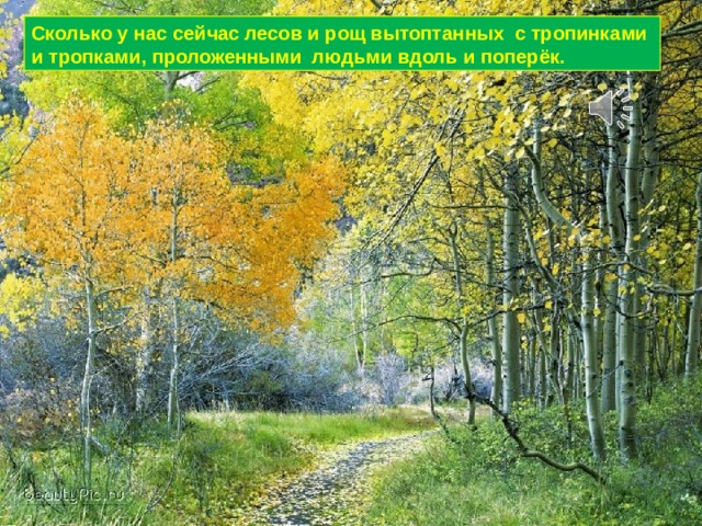 Сколько у нас сейчас лесов и рощ вытоптанных с тропинками и тропками, проложенными людьми вдоль и поперёк. 