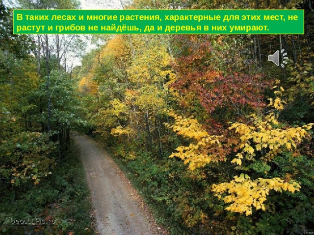 В таких лесах и многие растения, характерные для этих мест, не растут и грибов не найдёшь, да и деревья в них умирают. 