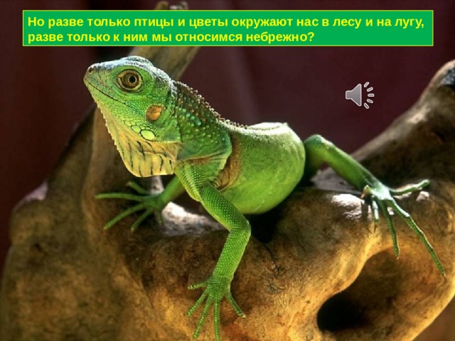 Но разве только птицы и цветы окружают нас в лесу и на лугу, разве только к ним мы относимся небрежно? 