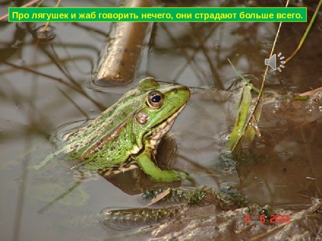 Про лягушек и жаб говорить нечего, они страдают больше всего. 