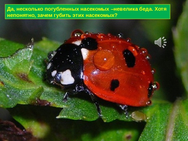 Да, несколько погубленных насекомых –невелика беда. Хотя непонятно, зачем губить этих насекомых? 