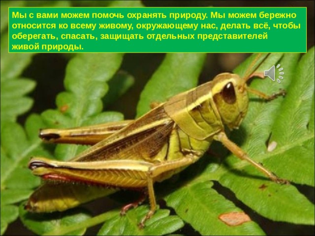 Мы с вами можем помочь охранять природу. Мы можем бережно относится ко всему живому, окружающему нас, делать всё, чтобы оберегать, спасать, защищать отдельных представителей живой природы. 