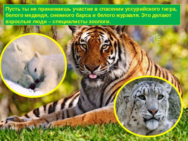 Пусть ты не принимаешь участие в спасении уссурийского тигра, белого медведя, снежного барса и белого журавля. Это делают взрослые люди – специалисты зоологи. 
