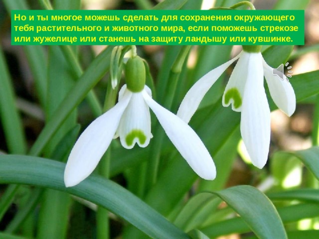 Но и ты многое можешь сделать для сохранения окружающего тебя растительного и животного мира, если поможешь стрекозе или жужелице или станешь на защиту ландышу или кувшинке. 