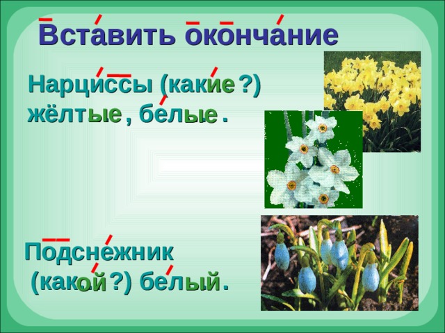 Вставить окончание Нарциссы (как… ?) жёлт… , бел… . ие ые  ые  Подснежник  (как… ?) бел… . ый  ой 