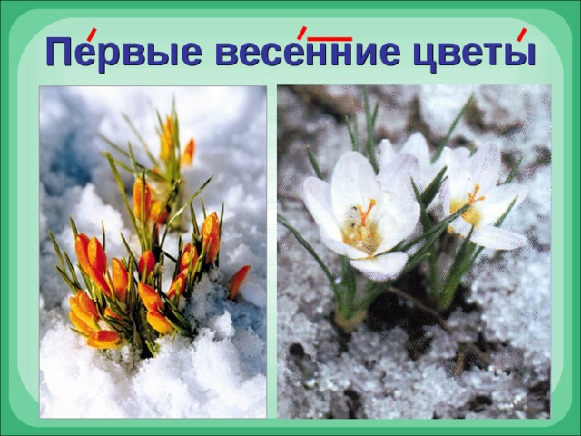Первые весенние цветы 