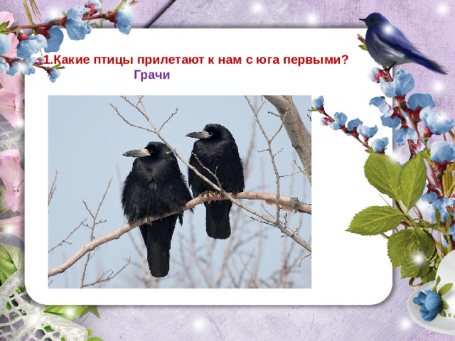 1.Какие птицы прилетают к нам с юга первыми?   Грачи 
