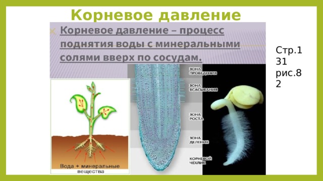 Корневое давление Стр.131 рис.82 